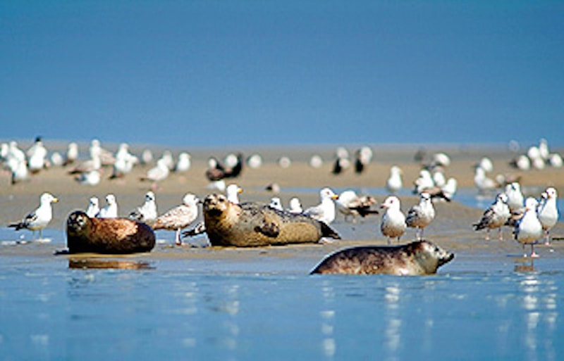 Baie de Somme, sur la côte atlantique, célèbre pour l'observation des oiseaux et ses phoques (45 minutes)
